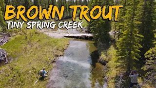 "Inches and Angles" - BIG BROWN TROUT in a TINY SPRING CREEK! Fly Fishing Brown Trout