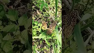 morel mushroom hunting northern Michigan 🔥🍄❤️ #mushroom #morel