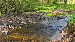 Springtime Serenity | Relaxing Forest Stream for Sleep and Meditation