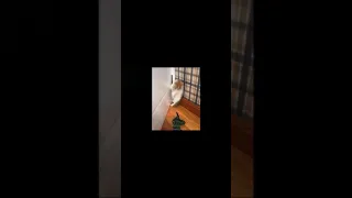 Cat Scare Of Toy Soldier See What Happens #Shorts #Toy #Cat