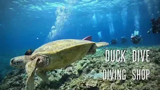 2024DUCKDIVE遠征ツアーその２千葉県エリア・スキューバダイビングでの水中世界。DUCKDIVE　DIVINGSHOP
