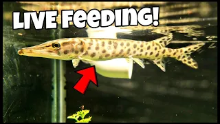 Fish Feeding! Pet Muskie Eats Live Fish First Time In Home Aquarium!