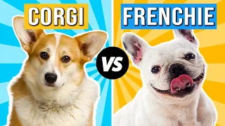 Corgi Vs French Bulldog | Corgi And French Bulldog Differences | Corgi And French Bulldog Facts