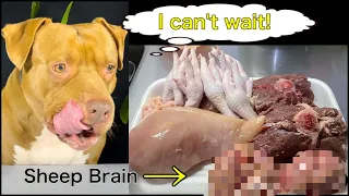 ASMR PITBUL EATING RAW CHICKEN FEET SHEEP BRAIN HORSE TAIL