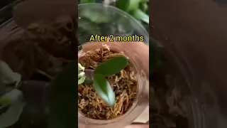 How to propagate Phalaenopsis Orchids from flower stem.