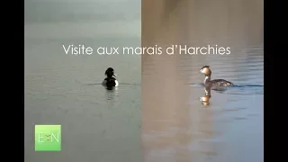 PLEINS DE DECOUVERTES ! ! (les marais d'Harchies)