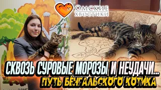 Сквозь суровые морозы и неудачи... Путь бенгальского котика | Князь