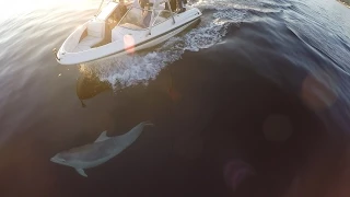 Dolphins Playing with Boat at Cullen Scotland #GoPro