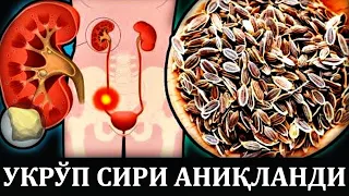 УКРЎП СИРИ! БИР ҚОШИҚ УРУҒ ЙЕБ МЎЖИЗАГА ГУВОХ БЎЛАСИЗ...