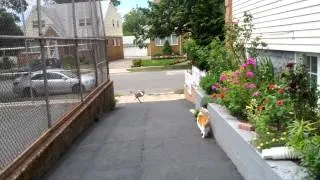 Northern Mockingbird attacking my cat