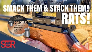 Smacking Rats with JSB Hades and Evanix AR6K - ATN X-SIGHT 4K