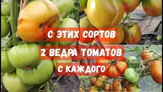 ТОЛЬКО ЭТИ 3 ТОМАТА ПОСАЖУ в 2024 году, Посадила 1 раз, теперь выращиваю ежегодно, Урожай ведрами