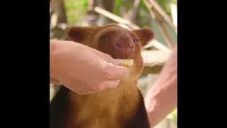 Torembi the Goodfellow’s Tree Kangaroo