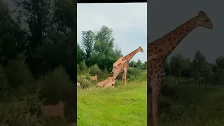 The giraffe is so powerful that dozens of lions can't stand it