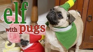 Elf Movie (Pug Puppy Version)