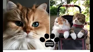 Original Animals #20. CUTE AND FUNNY ANIMALS VIDEO/ МИЛЫЕ И СМЕШНЫЕ ЖИВОТНЫЕ.