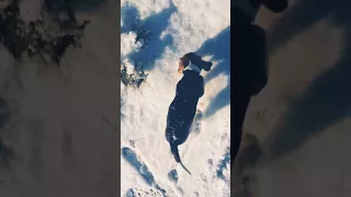 Щенок первый раз увидел снег