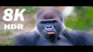 😮Wild Animals😮 02 | 8K HDR Special Collection | Nature Animal Beauty | HDR 8K Ultra HD Video |