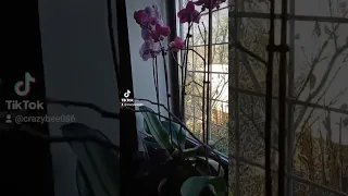 орхідеї 😍