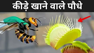 🤔मांस खाने वाले 😱पेड़ पौधे।। #shorts।। #viral video