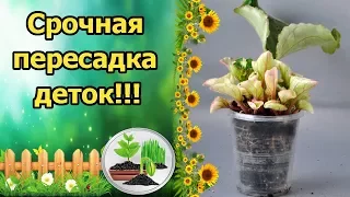 ОБЯЗАТЕЛЬНАЯ ПЕРЕСАДКА! ОТДЕЛЕНИЕ ДЕТОК ФИАЛКИ ОТ ЛИСТА. ПЕРЕСАДКА В ГРУНТ С ГИДРОГЕЛЕМ!