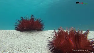 Sea Urchins Move Fast