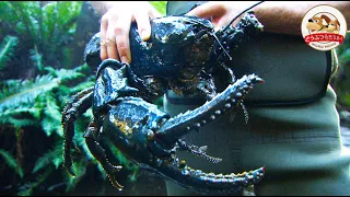 【World’s Largest Claws】Close and Personal with a Tasmanian Giant Freshwater Crayfish