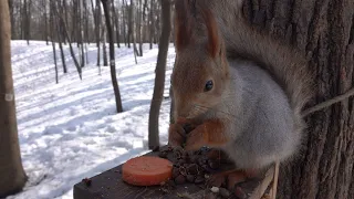 Молодая белка / A young squirrel