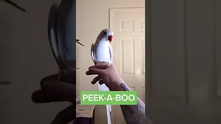 PARROT voice will melt your heart❤|#143|#shorts