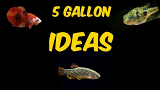 5 Stocking Ideas For Your 5 Gallon Tank