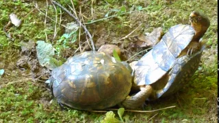 Box Turtles Mating! Graphic! Part 1 of 3