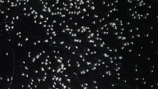 A stampede of barnacle larvae