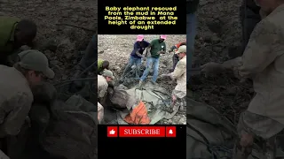 Baby elephants rescued from the mud in Mana Pools, Zimbabwe at the height of an extended drought