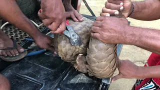 Woow!!🐲world 1st rescue indian pangolin 😍subscribe🙏🙏trengalin