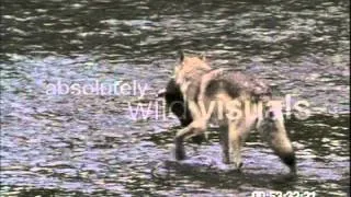 Grey wolf hunting salmon