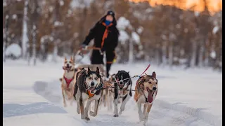 Husky dog sleigh tours in Pajala - Swedish Lapland