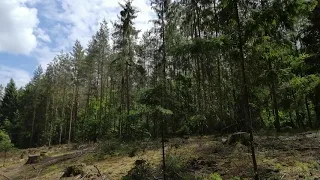 Deforestation 2 (short clip)