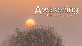 Awakening