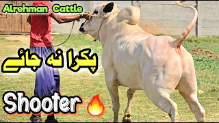 Al Rehman Cattle Farm -  Fateh Jangi Beauty - Animals for Qurbani - bakra eid 2024