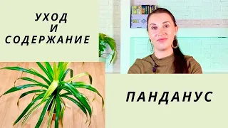 🌴ПАНДАНУС/УХОД И СОДЕРЖАНИЕ ЗА ВИНТОВОЙ ПАЛЬМОЙ/ПРОБЛЕМЫ ВЫРАЩИВАНИЯ/СУЕВЕРИЯ И ПРИМЕТЫ#панданус