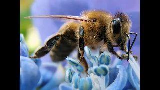 Lars Chittka, The Mind of a Bee