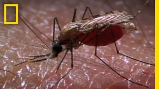 New Laser Zaps Mosquitoes in SlowMotion | National Geographic