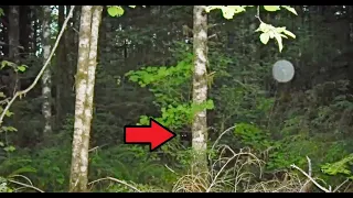 SCARIEST DOGMAN ON VIDEO!! - Terrified Man Films Creepy Dogman Werewolf On Camera!!
