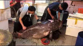 号称海鲜终结者的“鱼王”，300斤巨石斑一把按住，一刀切下50斤