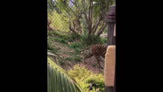 Tiger at San Diego Zoo