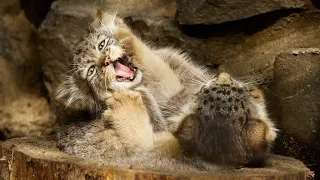 Childhood of the Superstar Timofey the Pallas's Cat: Rare Archive Footage