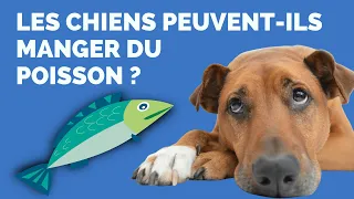 Les Chiens Peuvent-ils Manger Du Poisson? 🐟