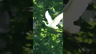 Egret flying #birds #wildlife #nature #love #animals #goose #duck #lake #shorts