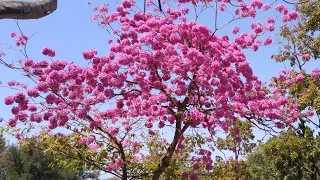 Lucky【萊奇小調】2022澄清湖一棵開花的樹〜桃紅色風鈴木