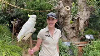 Cockatoo Captain takes a tour of Auckland Zoo!